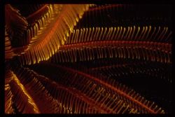 Opening Hydroid in Dominica, off of "Scott's Head Wall". ... by Scott Shenton 